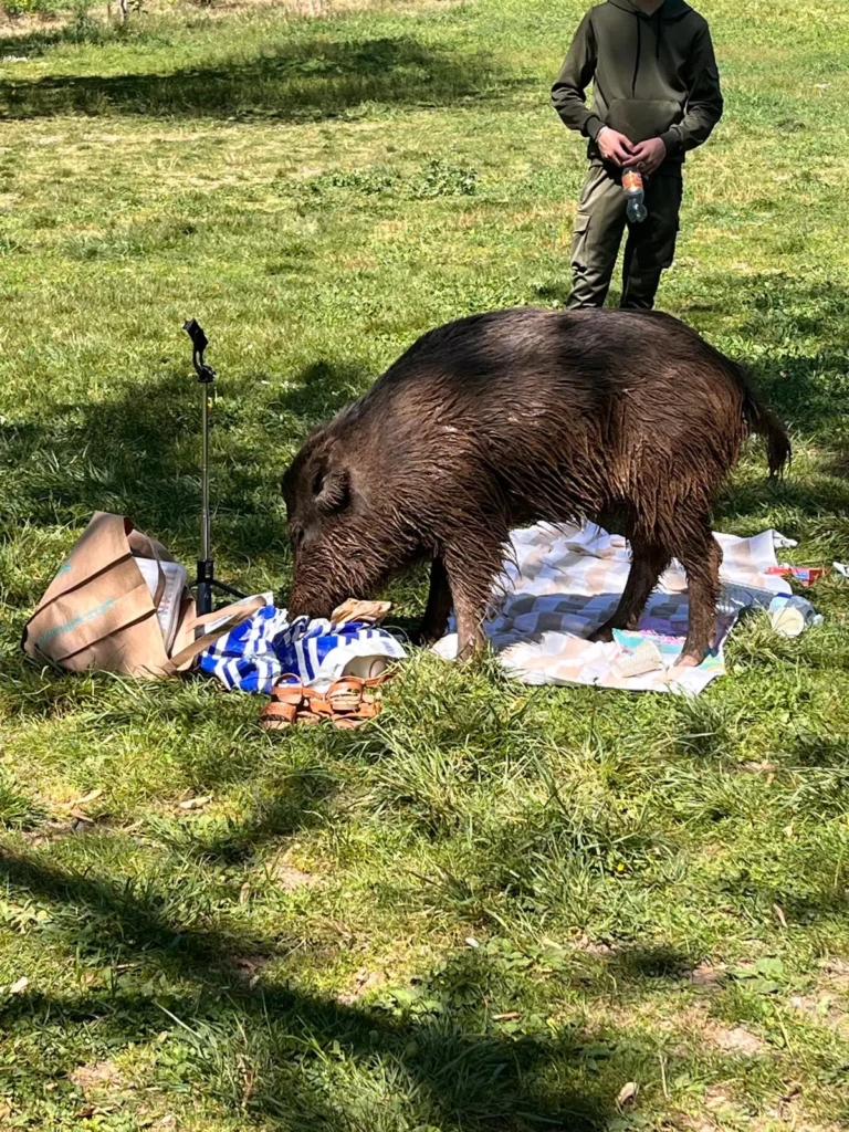 Sanglier au parc lors d’un pique-nique pendant un mini-séjour santé
